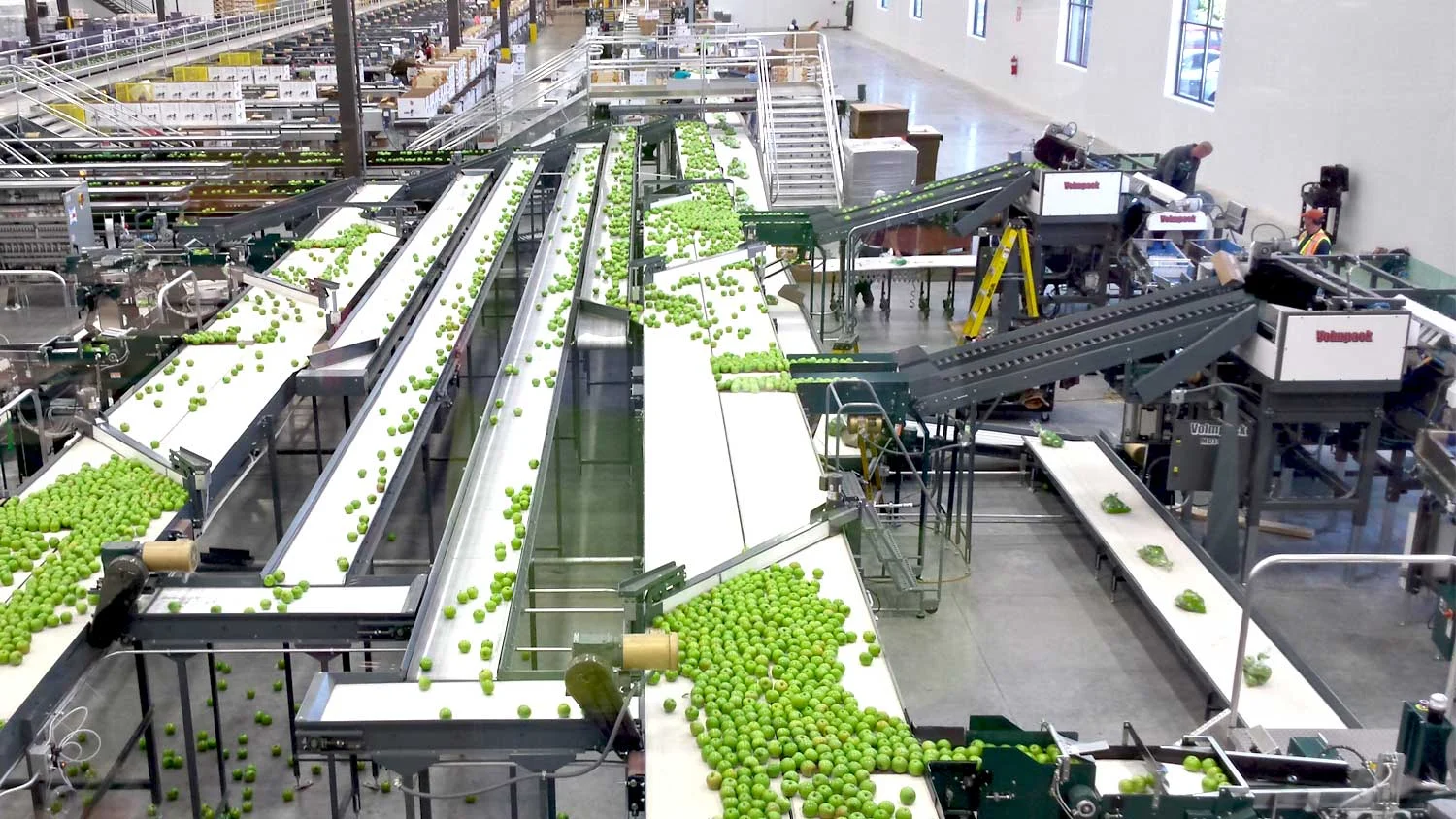 Processing floor for McDougall’s room capacity for 900,000 boxes of packed fruit