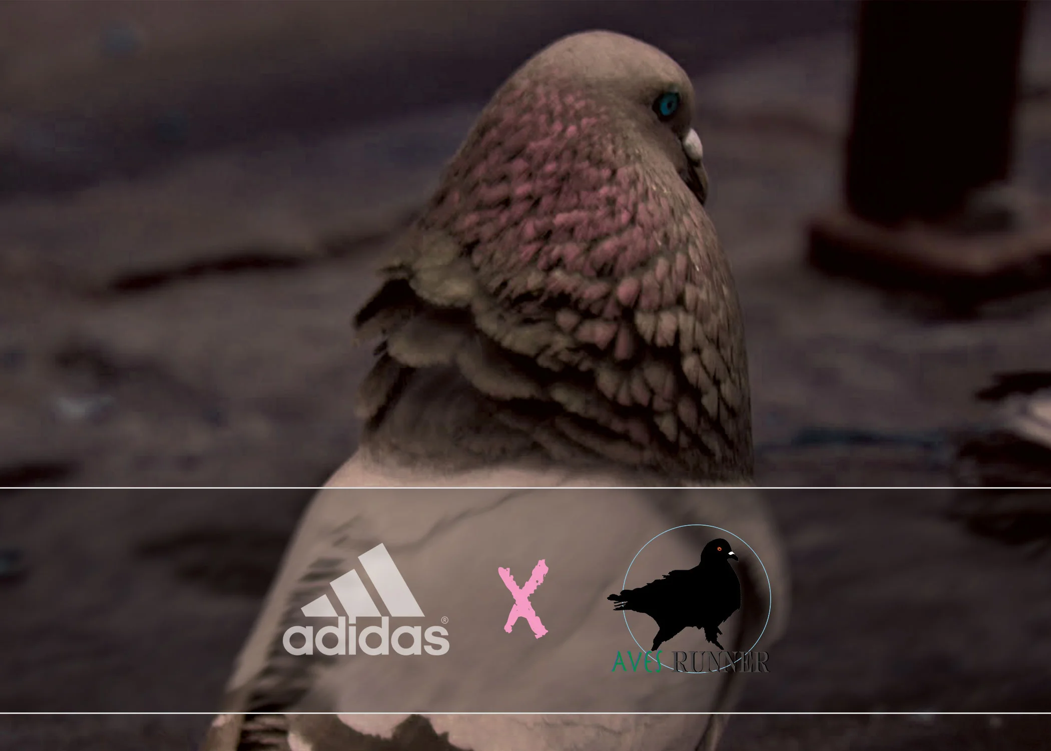 Aves-Runner-Cover-Page.jpg