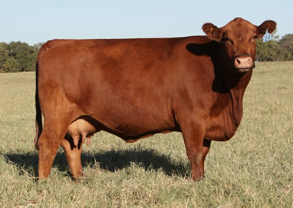 Red Brylor Miss Lumie 30W (Copy)