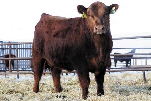  This is  Red Brylor Toast 30T  full sib to our Red Brylor Miss Lumie 30W. He was the high selling lot in the 2008 Red Brylor Ranch in Alberta, Canada. He sold for half interest to Bieber Red Angus 