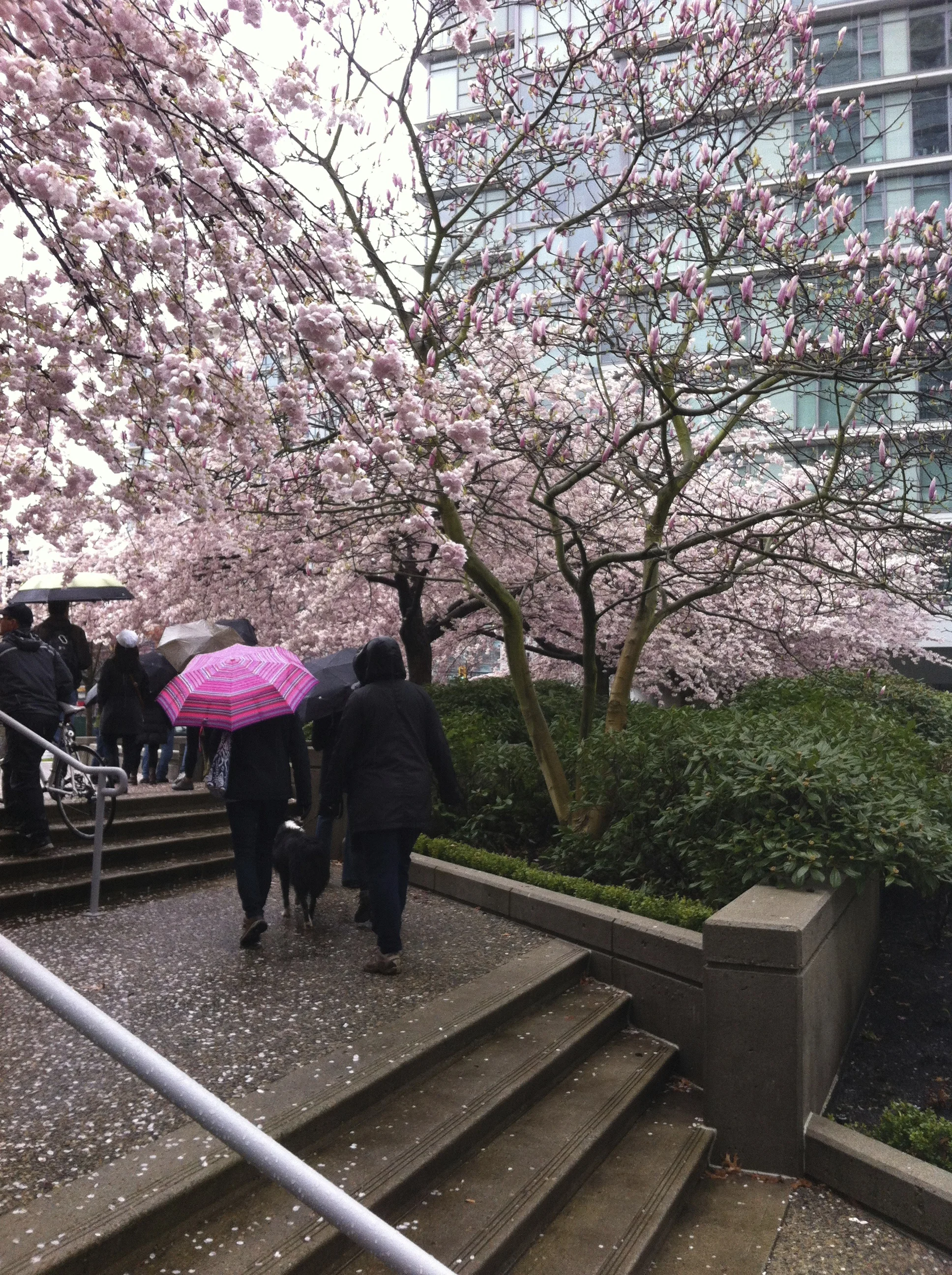 CONFESSIONS OF A PHONE PHOTOGRAPHER