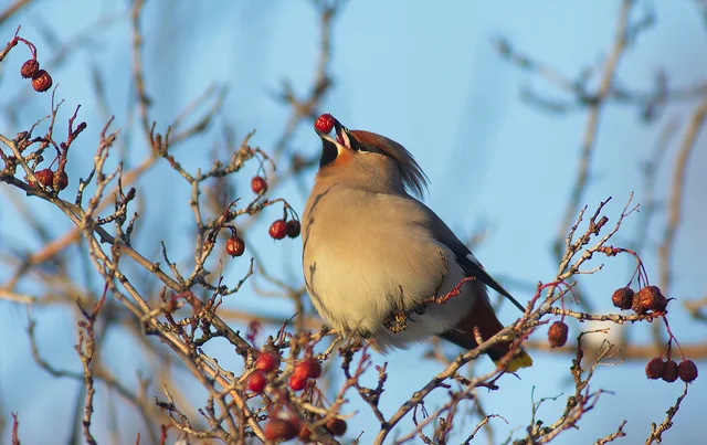 WINTER IN ALBERTA IS FOR THE BIRDS