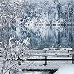 WILD WINTER REFLECTIONS