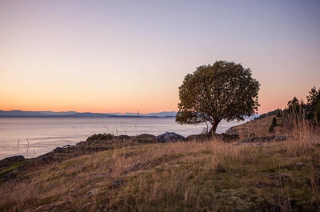 Something about lonely trees on the edge of a cliff at sunset...
----------------------------------------
#seattle #seattlephotographer #seattlelife #sunset #epic_captures #ig_shotz #canon_photos #canon_official #canon5dmarkiv #teamcanon #igers_seatt