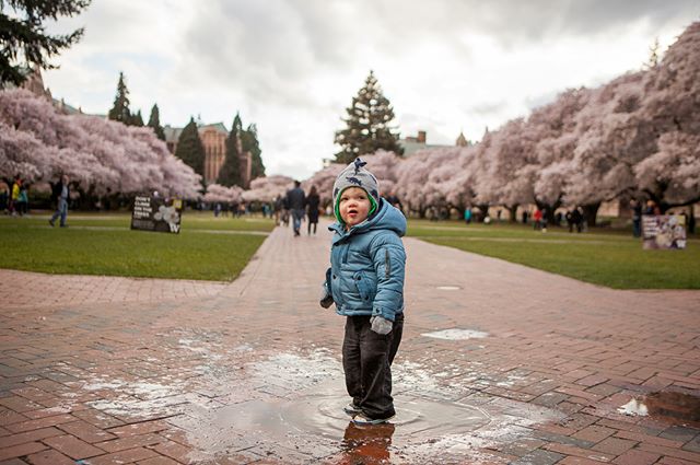 Took Aston to see the Cherry Blossoms at the University of Washington yesterday. We thought it was pretty, Aston just wanted to jump in the puddles and gather sticks...
&bull;
&bull;
#cherryblossom #uw #seattle #seattlephotographer #seattle_igers #se