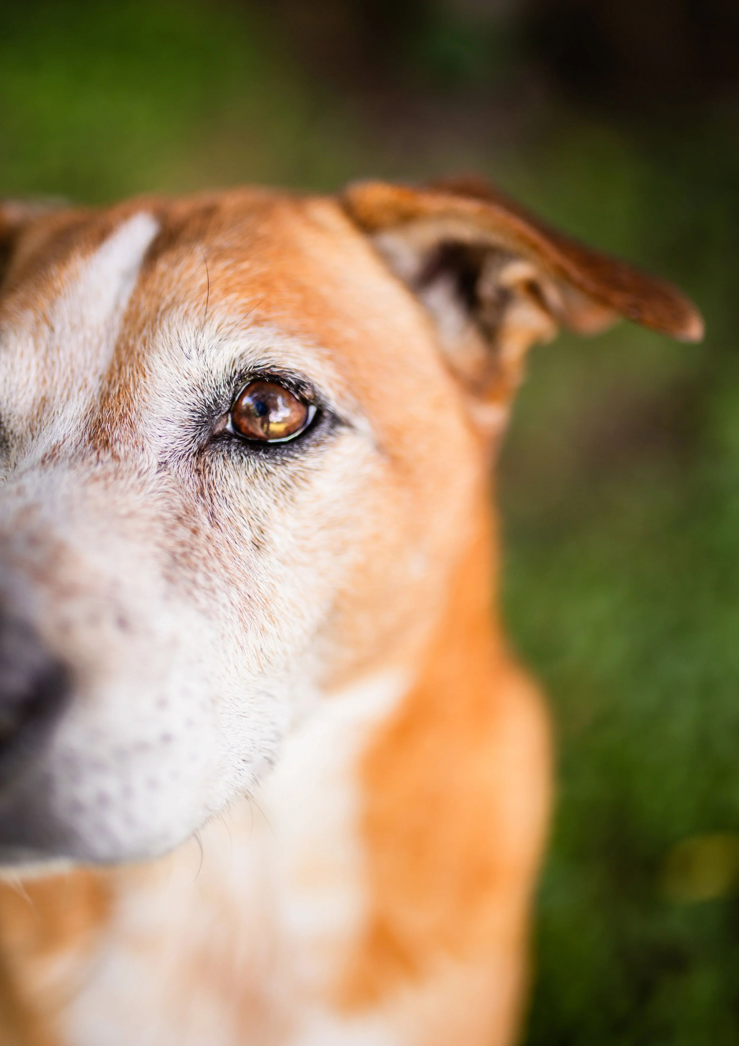 PhotographybyCarolineTrotter_JessCurtisDogPortraitSession_8-21-26_-27.jpg