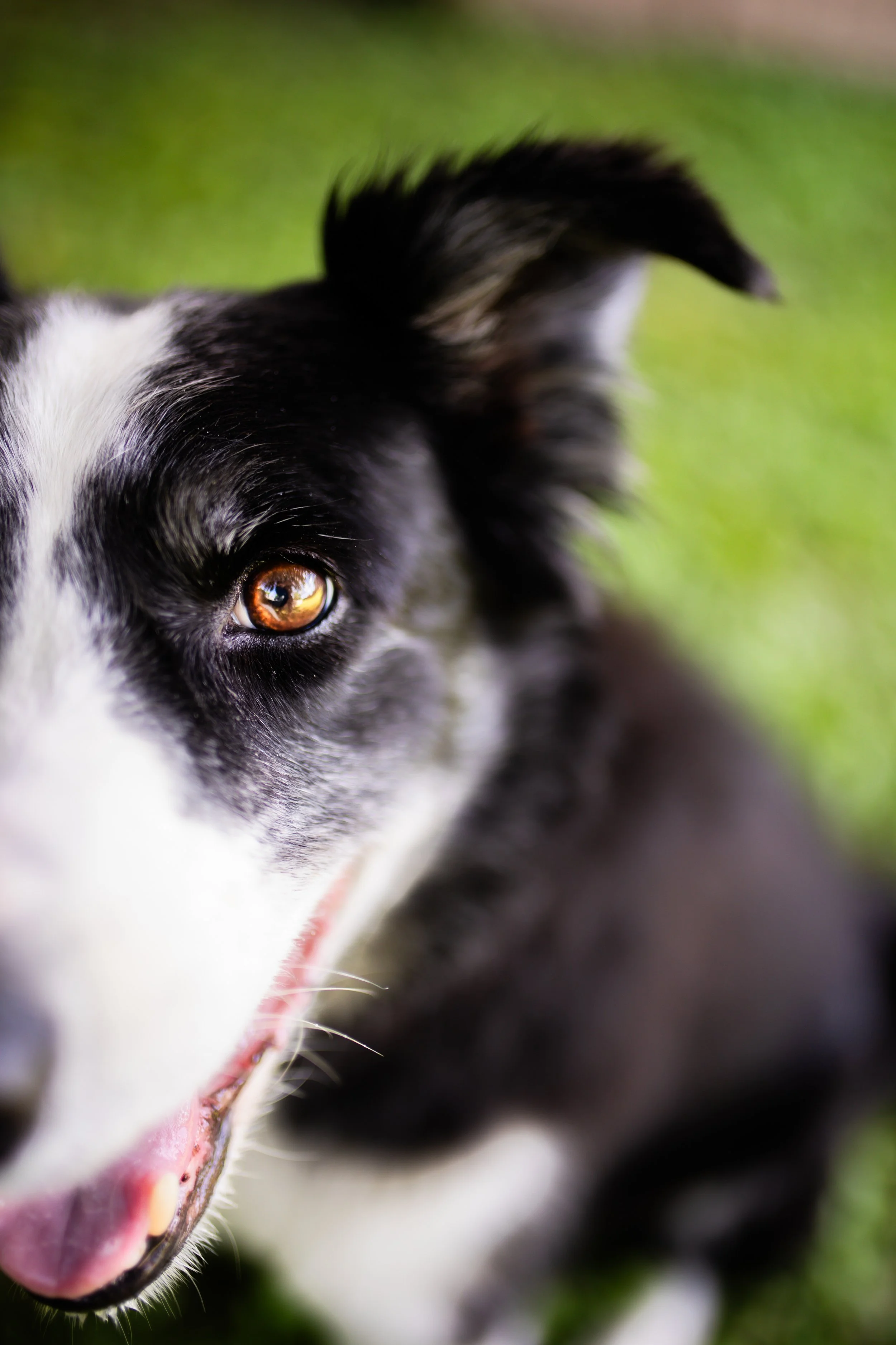 PhotographybyCarolineTrotter_JessCurtisDogPortraitSession_8-21-26_-53.jpg