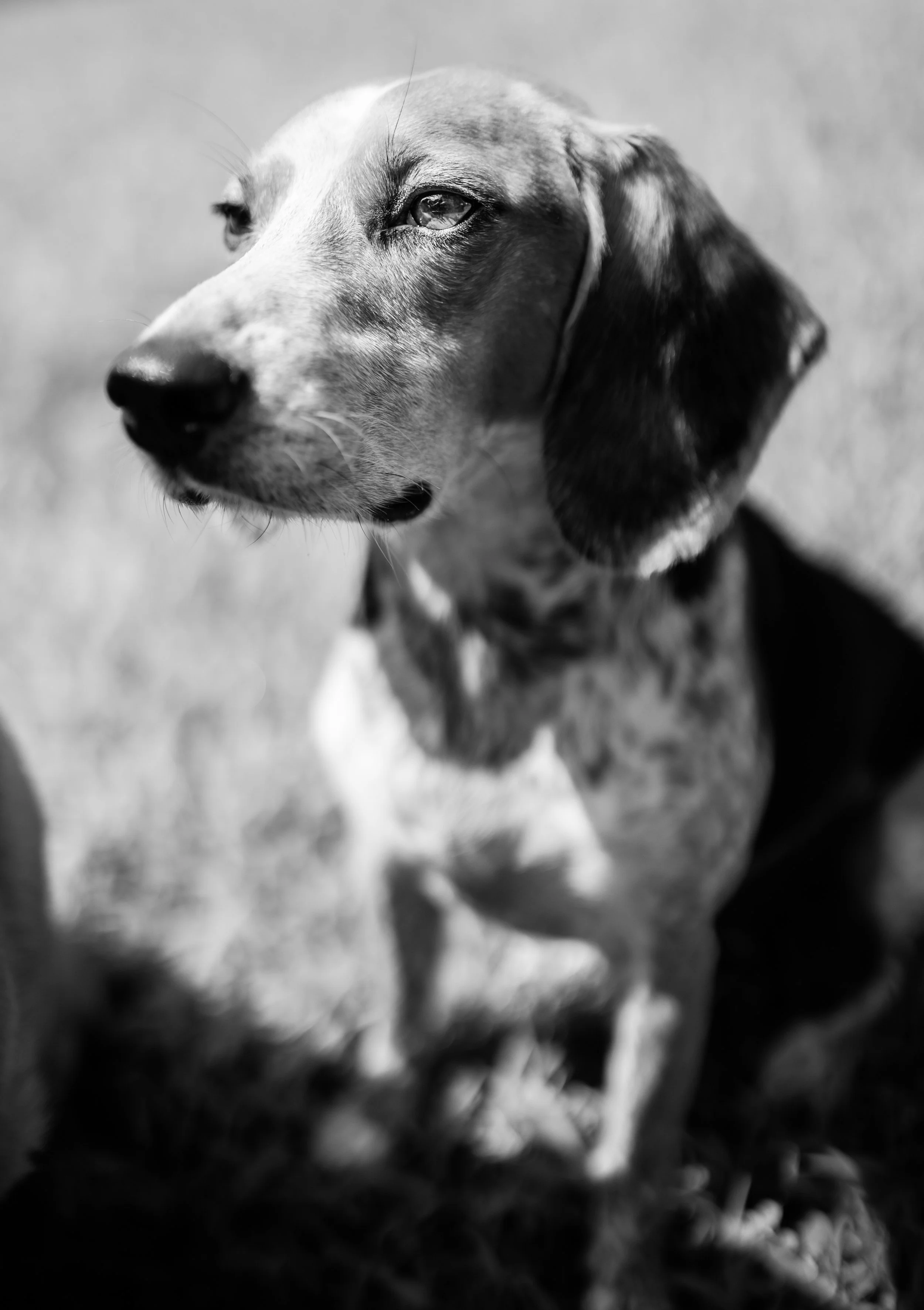 PhotographybyCarolineTrotter_JessCurtisDogPortraitSession_8-21-26_-60.jpg