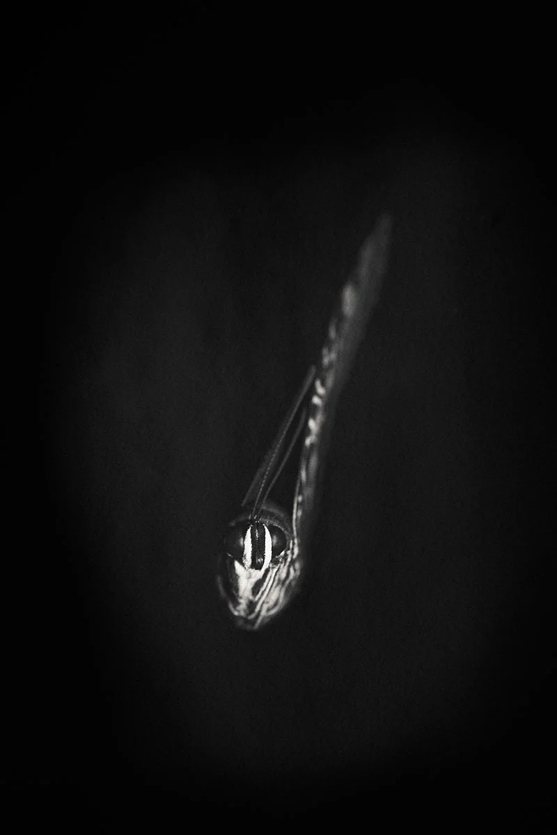Entropy_Image_03_Portrait-Final.jpg