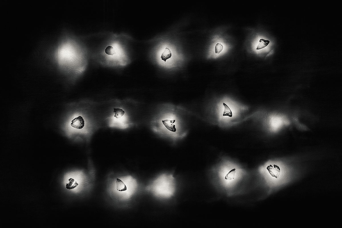 Entropy_Image_06b-Wing-Series_Final.jpg