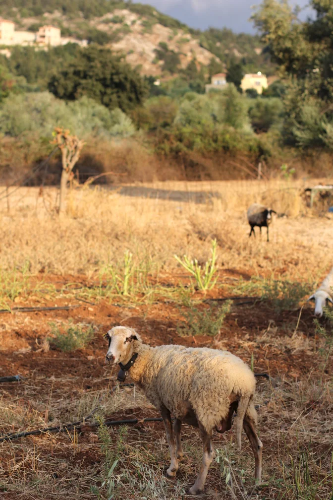 Turns out, the sheep weren't so interested in our stwawbewwy. Throwing it over the fence got no response. It was a little anticlimactic.