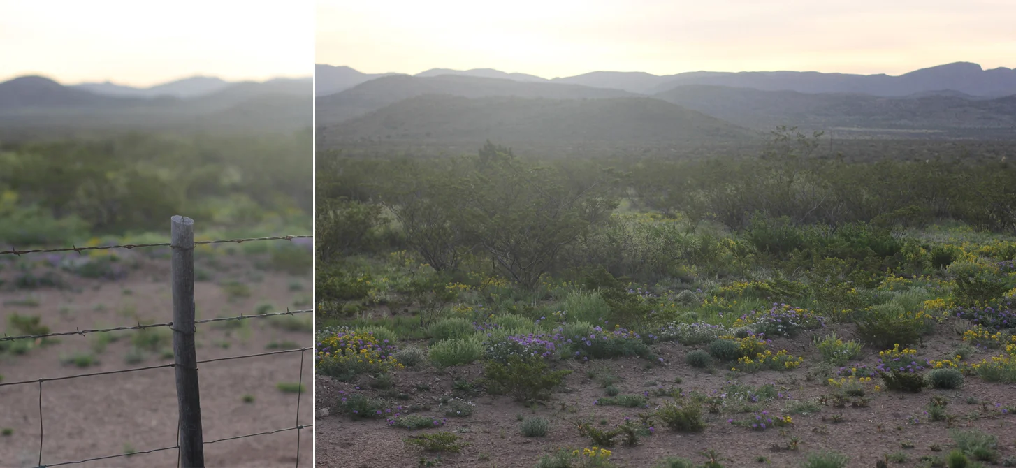 The one hour drive to Marathon, Texas – about half way to Big Bend National Park – was one through the early morning mist among the mooing cows out in the desert.