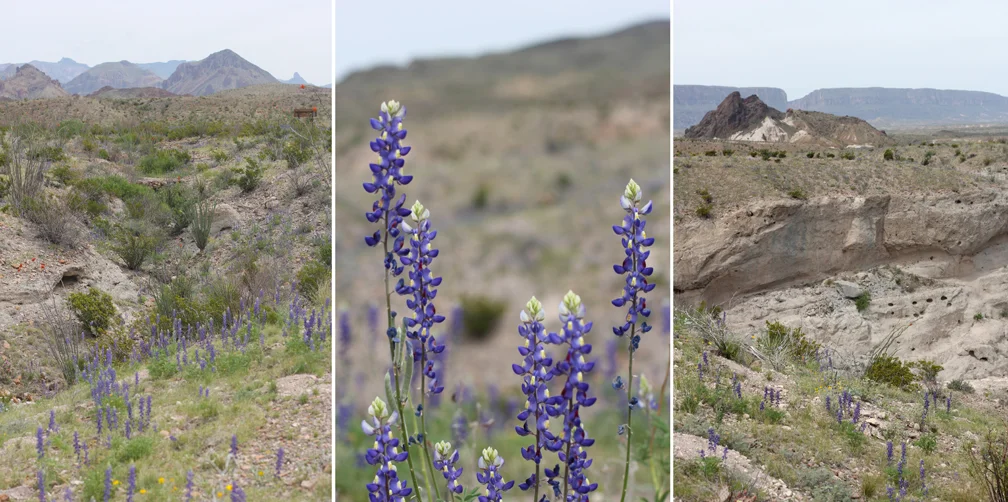 Bluebonnets, the Texas state flower, were in full bloom, providing a foreground echo of the blue-purple tones of the mountains in the distance.