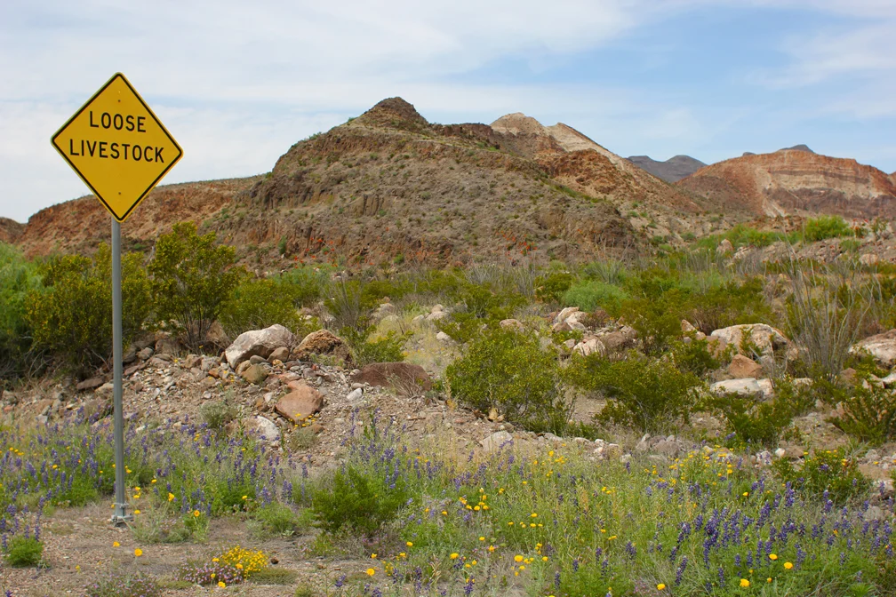 We saw more of these signs than speed limit signs. And hardly any other cars. Lots and lots of cattle, though. 