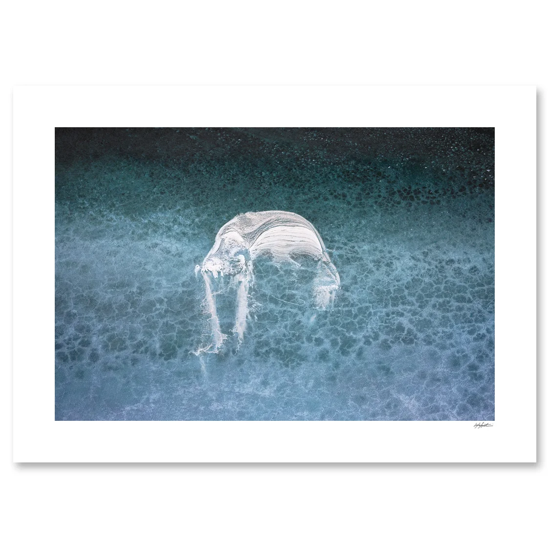 Cnidaria web.jpg