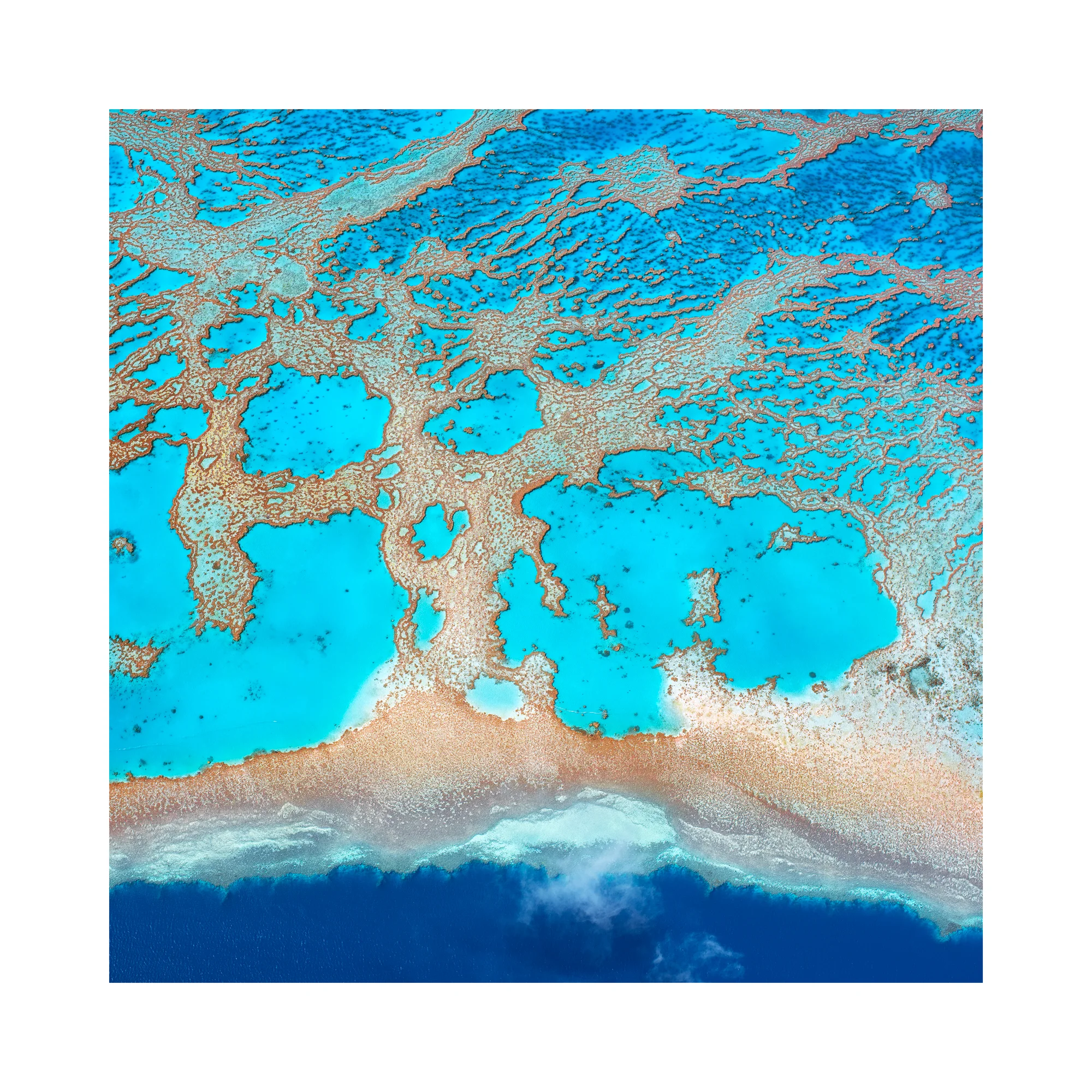 Iggy reef web.jpg