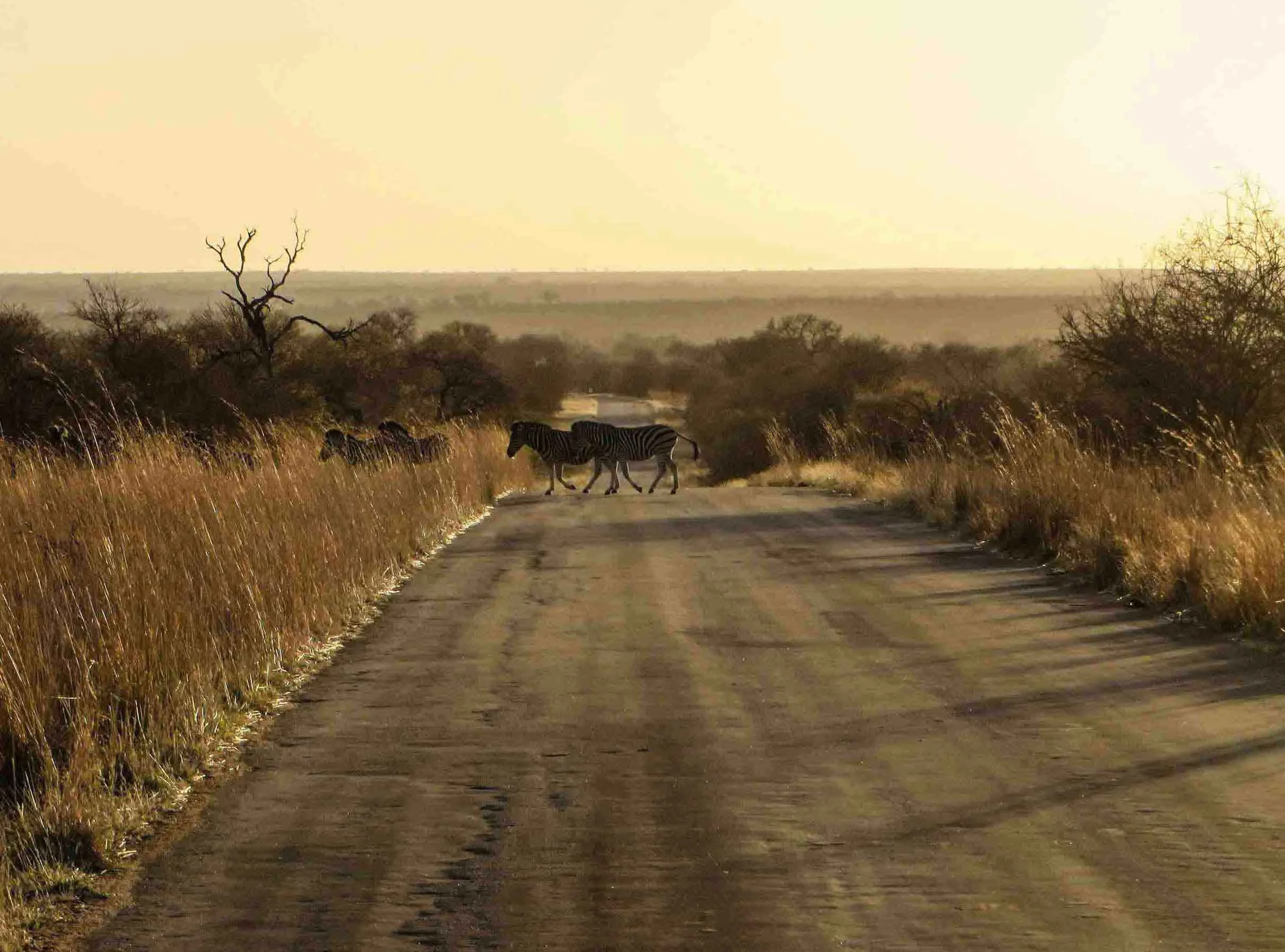 'Don't Stand Up!' — Life Lessons from My First African Safari