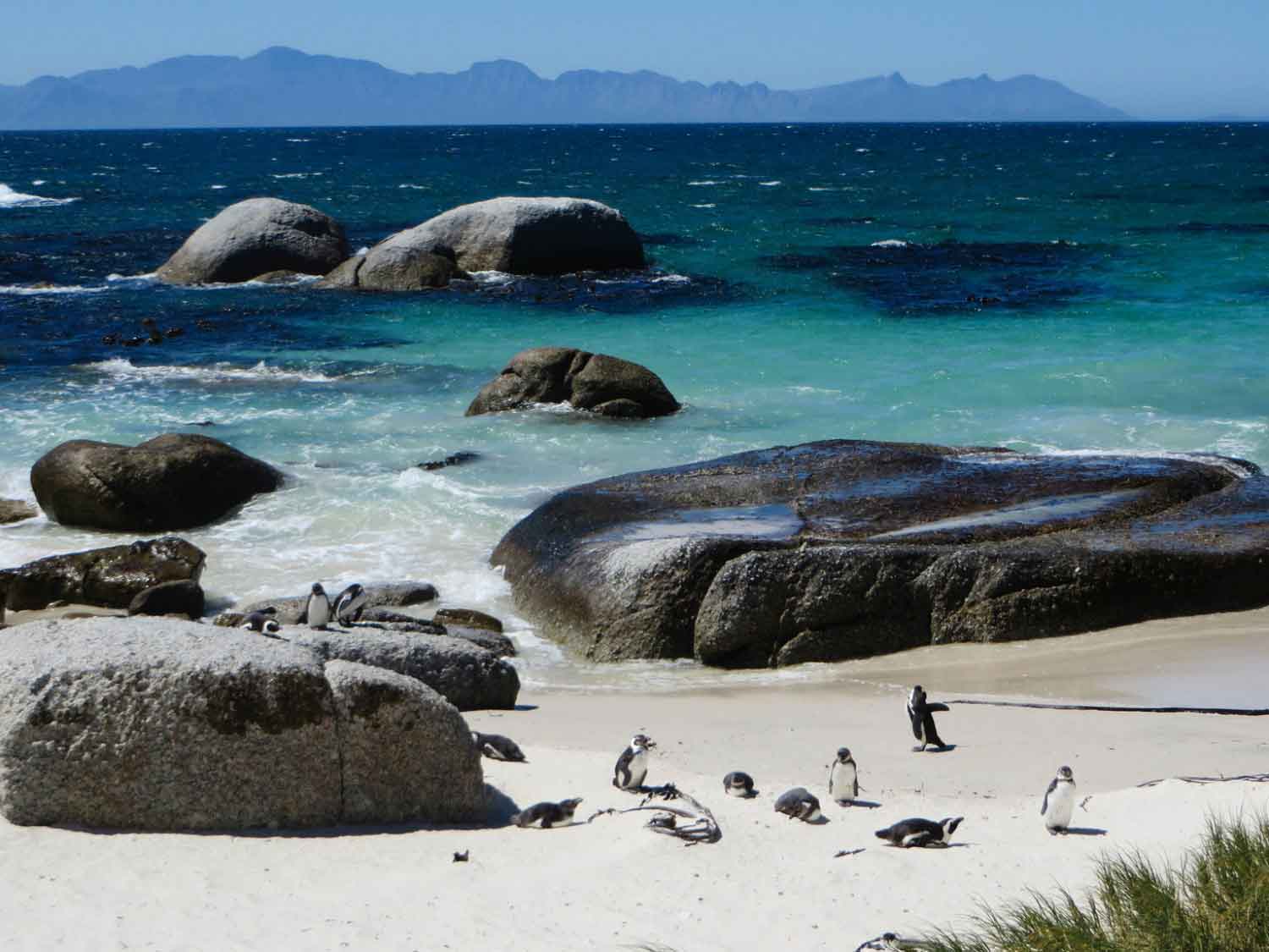 Boulders Beach Penguins South Africa