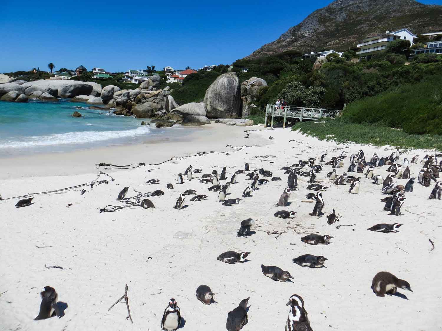Jackass Penguins Boulders Beach