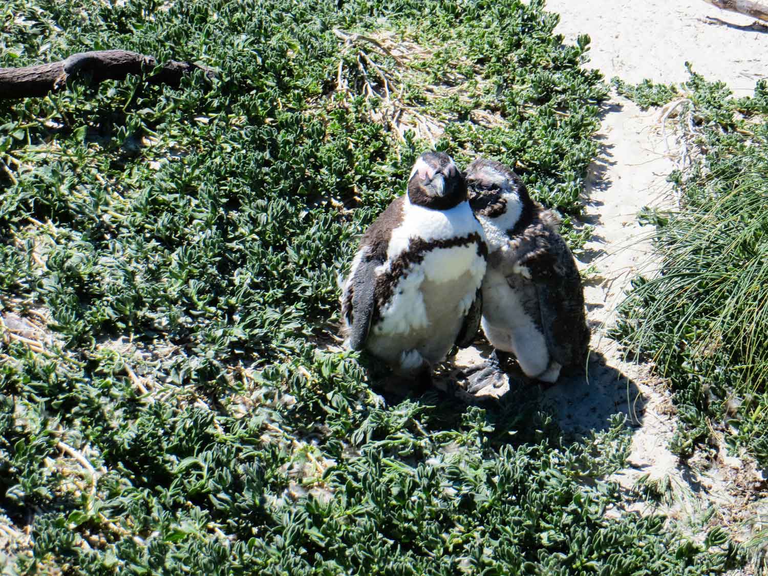 Penguins at Boulders Beach Cape Town