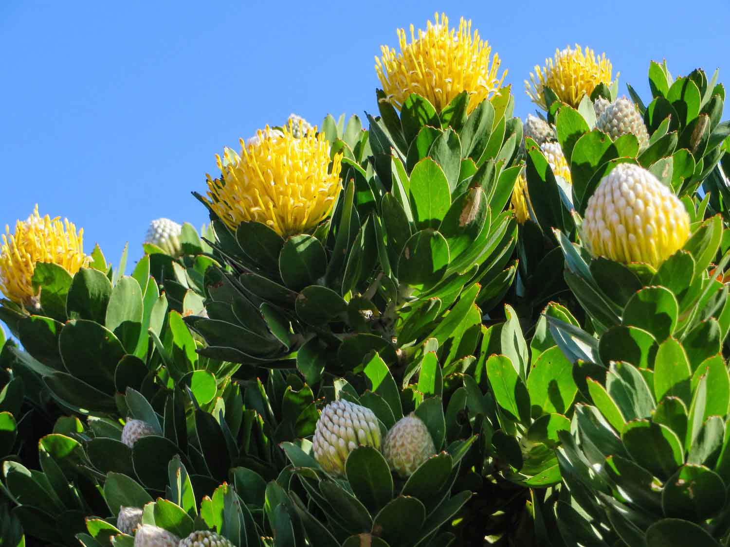Protea South Africa Flower