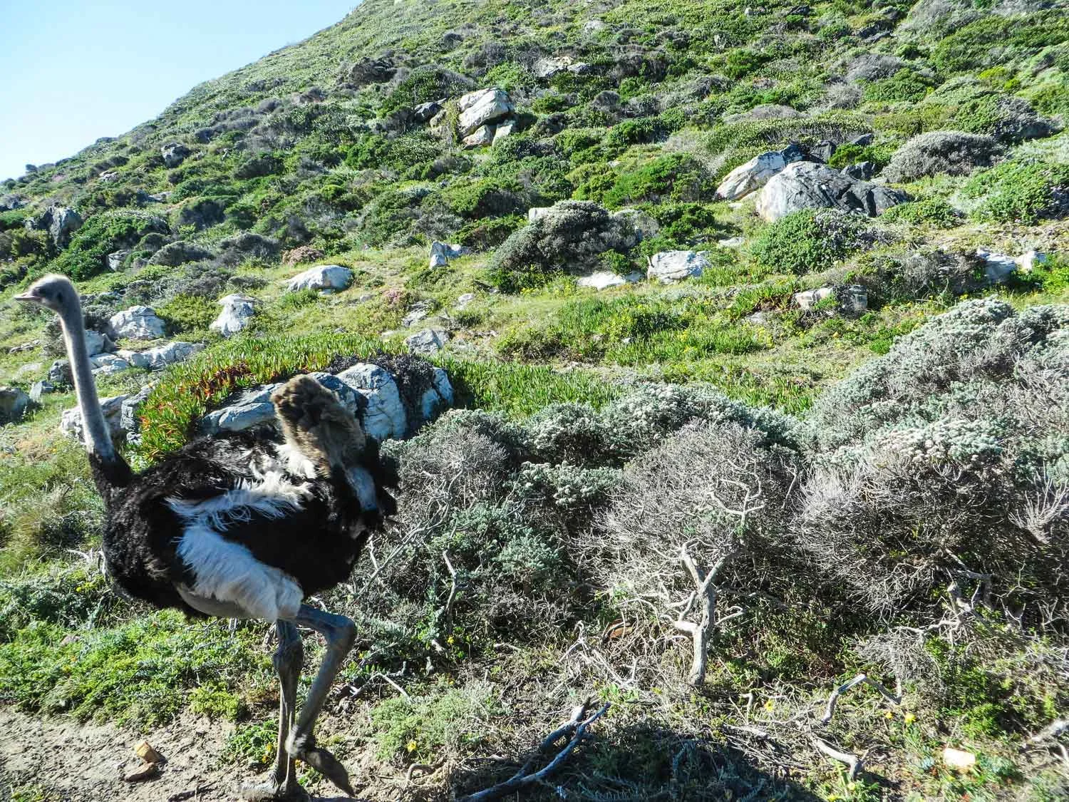 Ostrich Cape of Good Hope South Africa