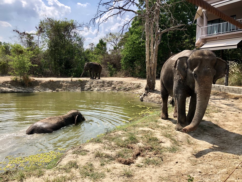 My Visit to a Thailand Wildlife Animal Sanctuary — The Globe Getter
