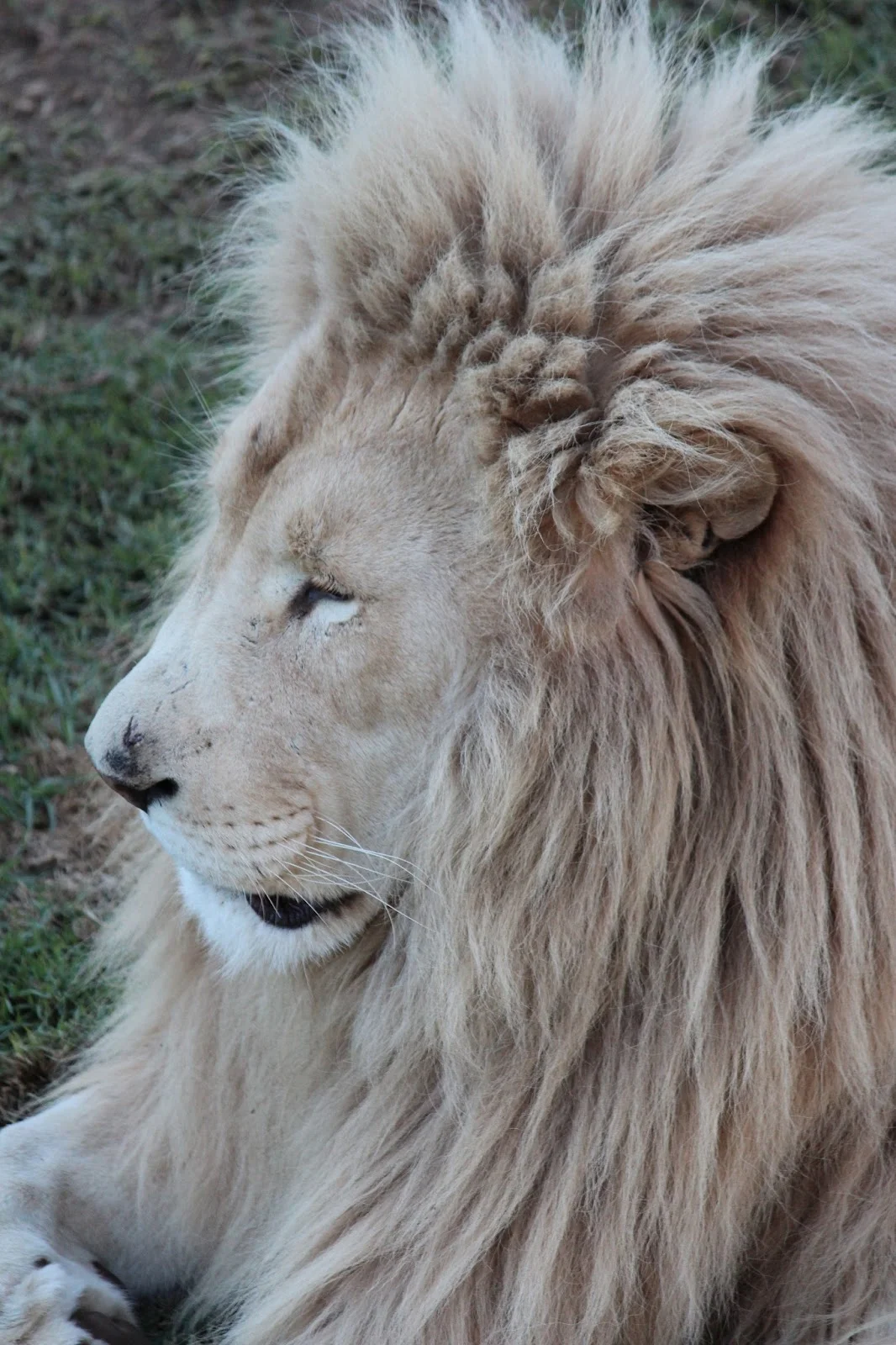 South Africa - Lion King in Real Life