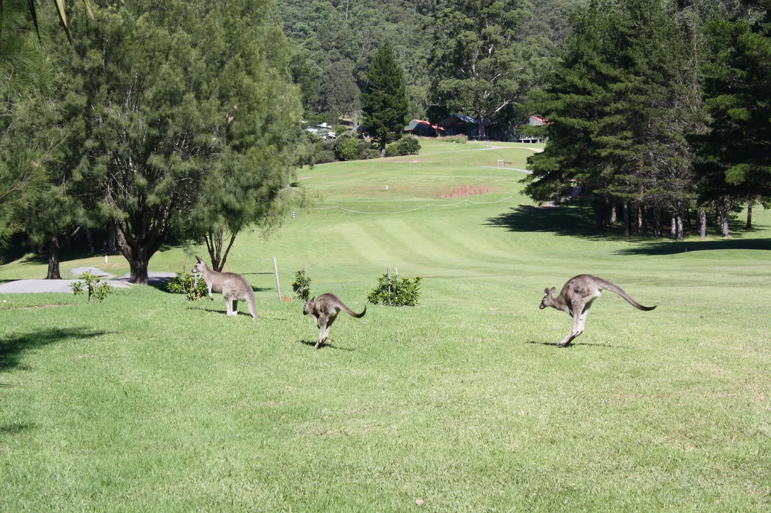 A rainy day gets me in the mood to write again - Kangaroo Valley