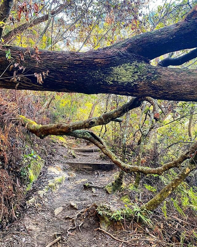 So happy to be out and about exploring the less defined tracks in the blue mountains and dodging trees that have fallen due to the bush fires from the start of the year. Most tracks are open so come and explore!  #lush #bluemountains #recoveryroadtri