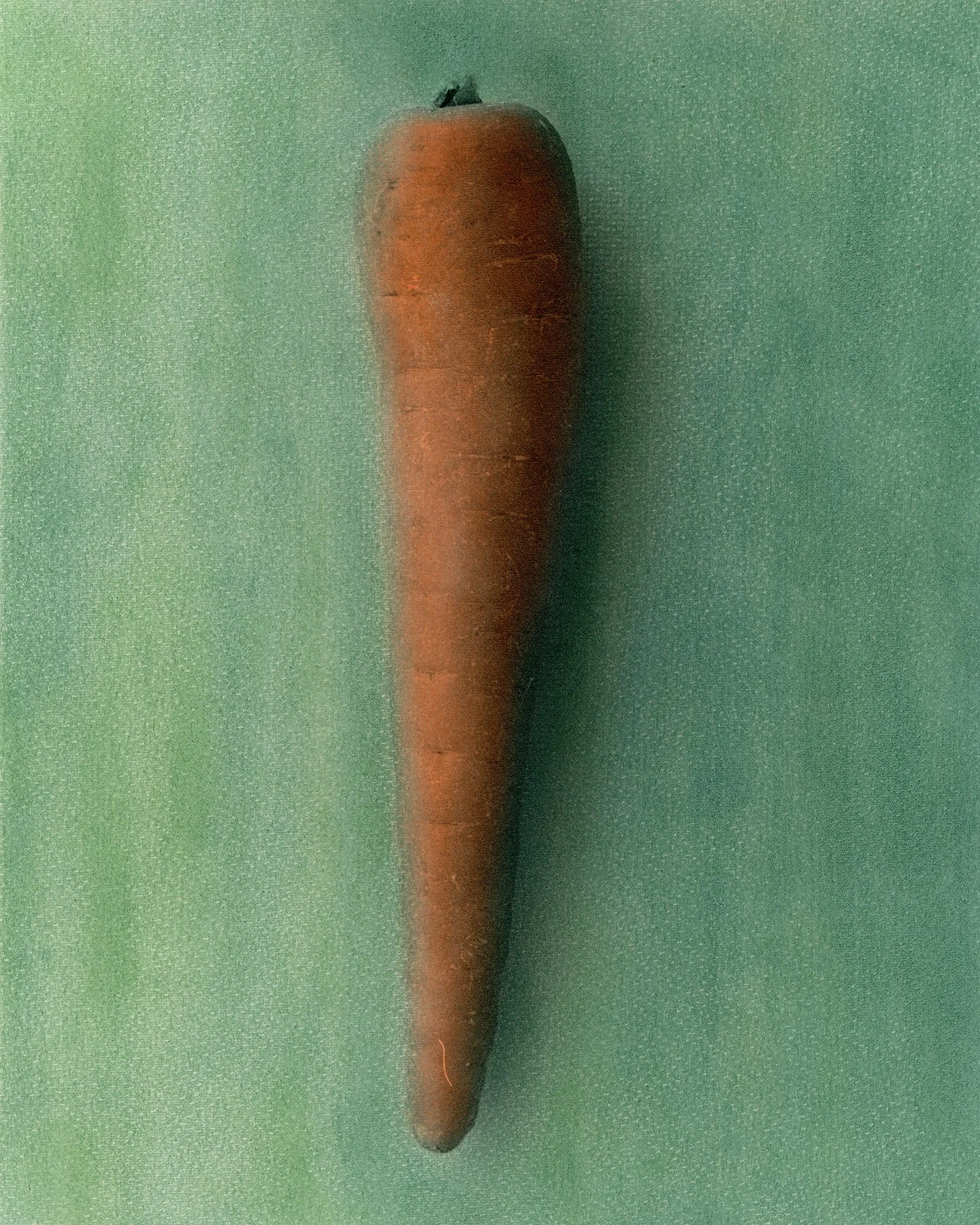   Studies of British Carrot (Inspired by Francis Bacon) #01  2023 Hand-coloured gelatin silver print 24 x 30.5 cm 