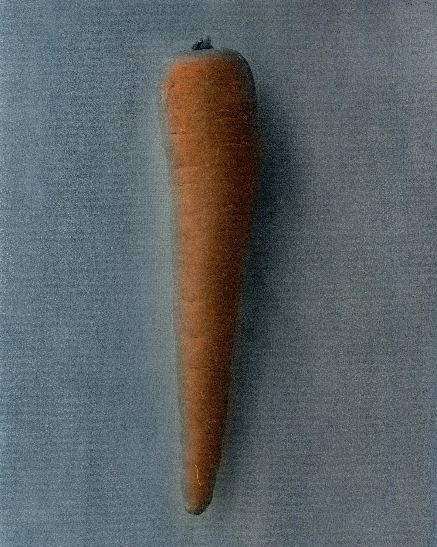   Studies of British Carrot (Inspired by Francis Bacon) #02  2023 Hand-coloured gelatin silver print 24 x 30.5 cm 
