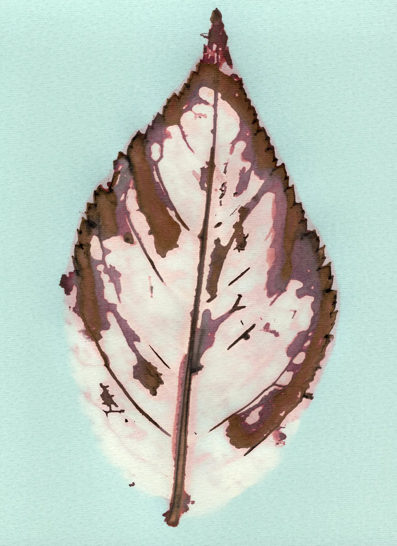   Sakura  2024 Phytogram Kentmere Document Art 3  