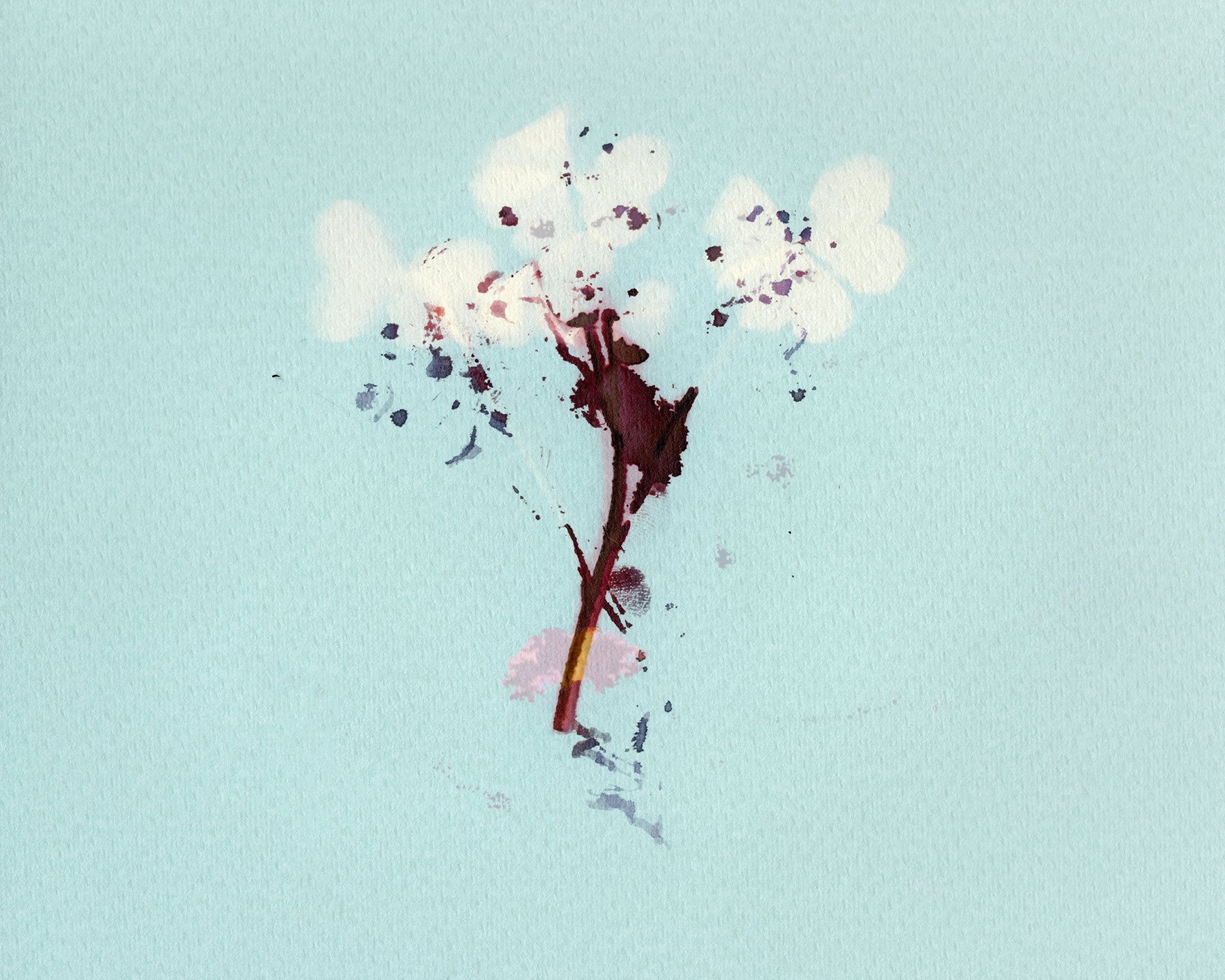  Clover 2024 Phytogram Kentmere Document Art 3 