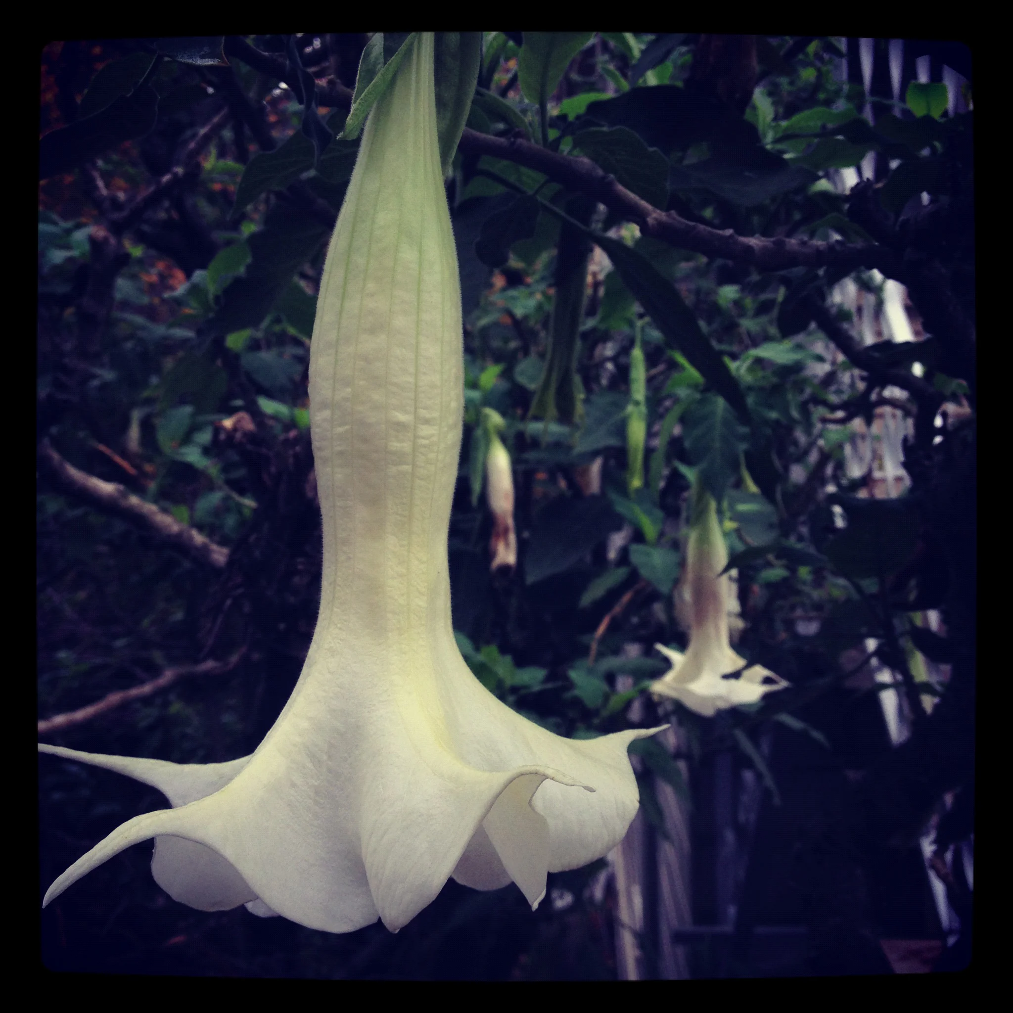 flower2.jpg
