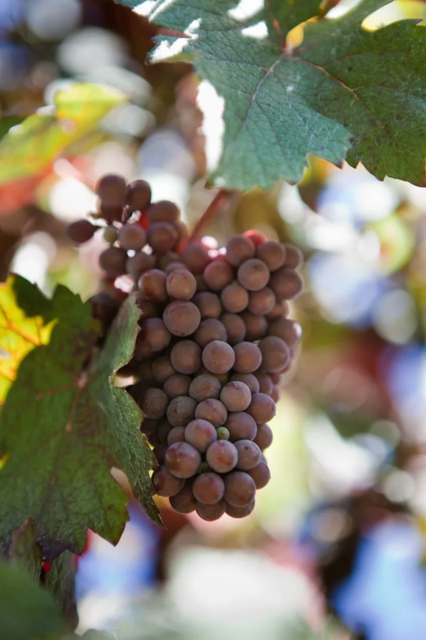 Grapes on our side deck