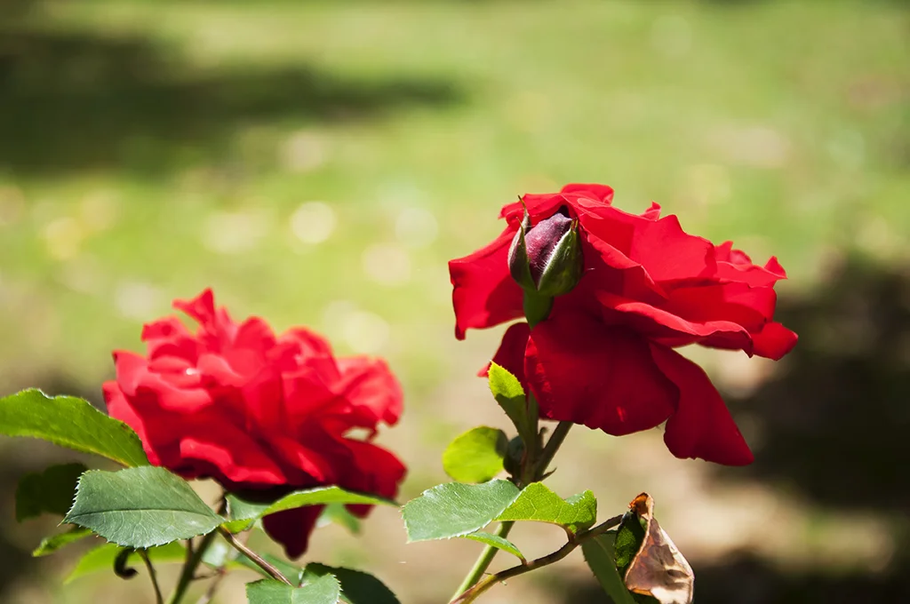 Photos — Azidene House & Spa Apartment Daylesford