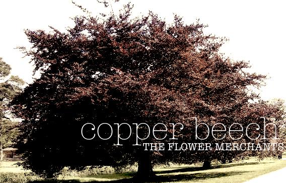 copperbeech header.jpg