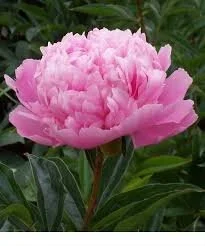 Flowers delivered today Seaforth, Manly, Balgowlah and Clontarf from Copper Beech Florist