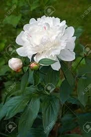 Beautiful fresh flowers delivered today Manly