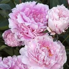 Fresh peonies delivered from Copper Beech in Balgowlah