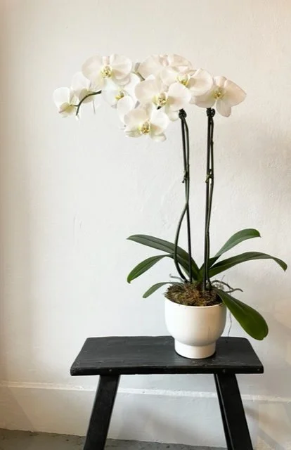 Orchid plant for Mum delivered Northern Beaches Sydney