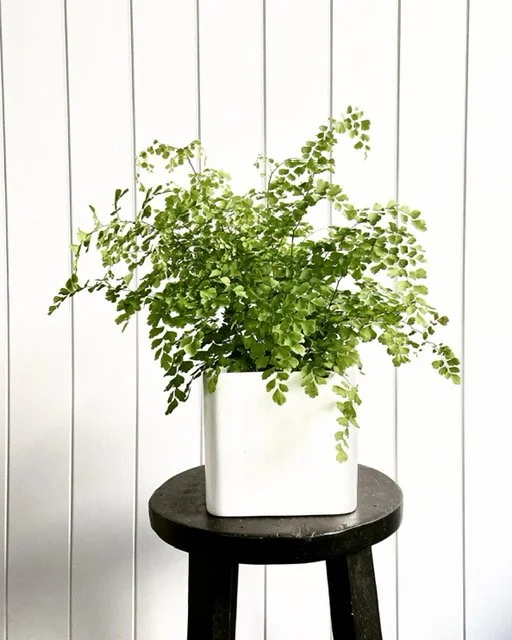 Maiden Hair Fern in a ceramic pot