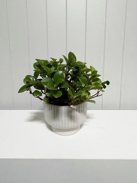 Peperomia in a ceramic pot