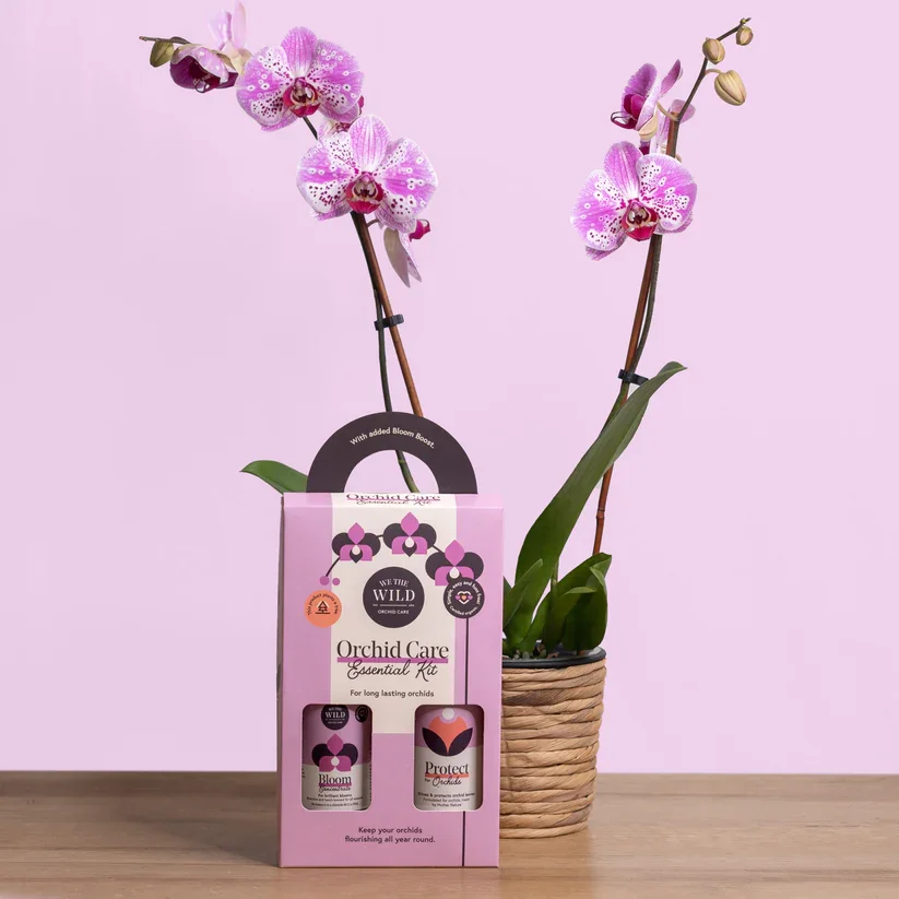 light_purple_orchid_kit_9858e744-349e-4e06-8c18-afd37a954467.jpg.webp (Copy)