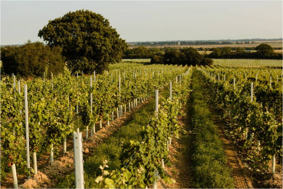 Vineyards at Gusbourne Estate, Kent