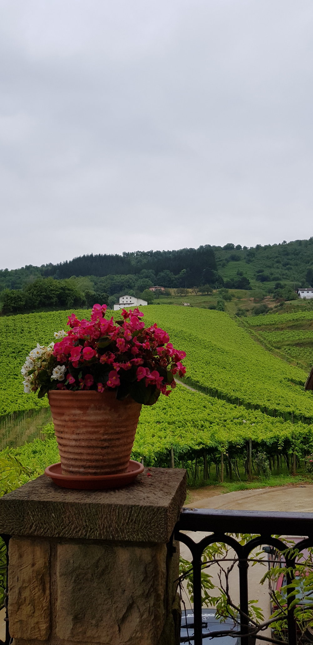 Txakoli Vines.jpg