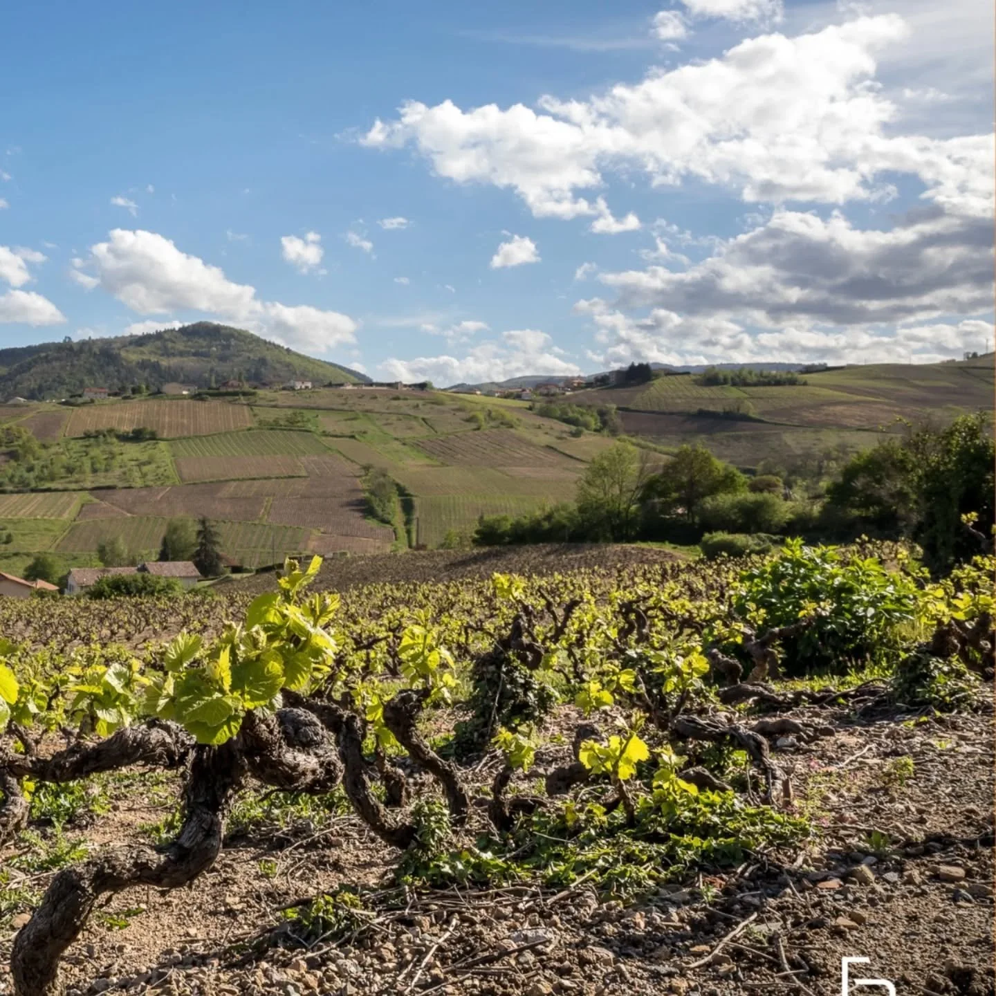 With just a few days to go until we kick off a week showcasing why Beaujolais is the perfect wine to accompany the Spring season, we are rather excited and cannot wait to share all of the lovely bottles from our bursting shelves!

Between 24th and 29