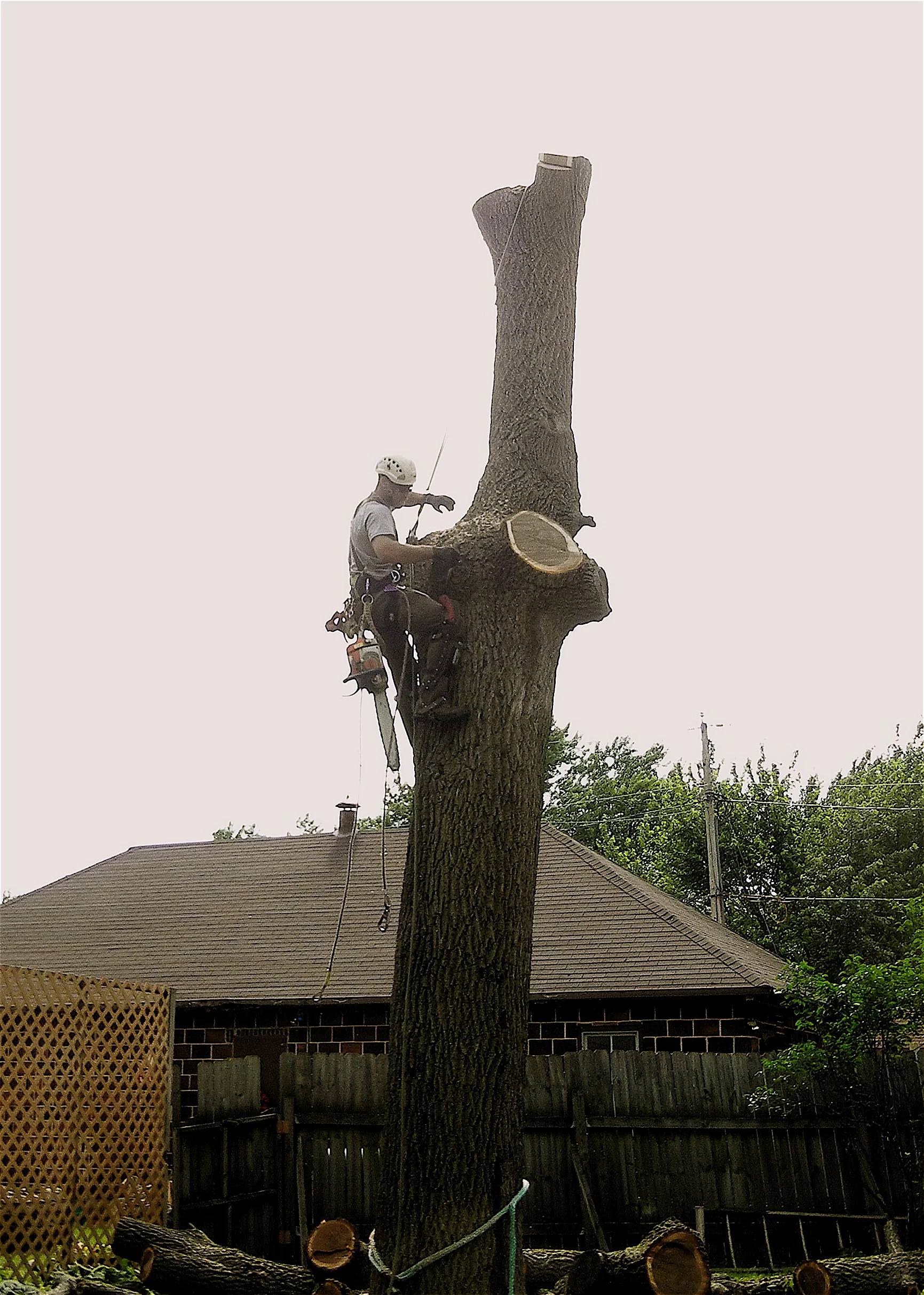 Large Black Walnut tree technical removal. This tree will be milled into slabs for table tops and other furniture.