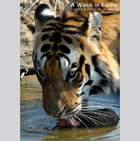 A Week in Kanha: Tigers & Others in India